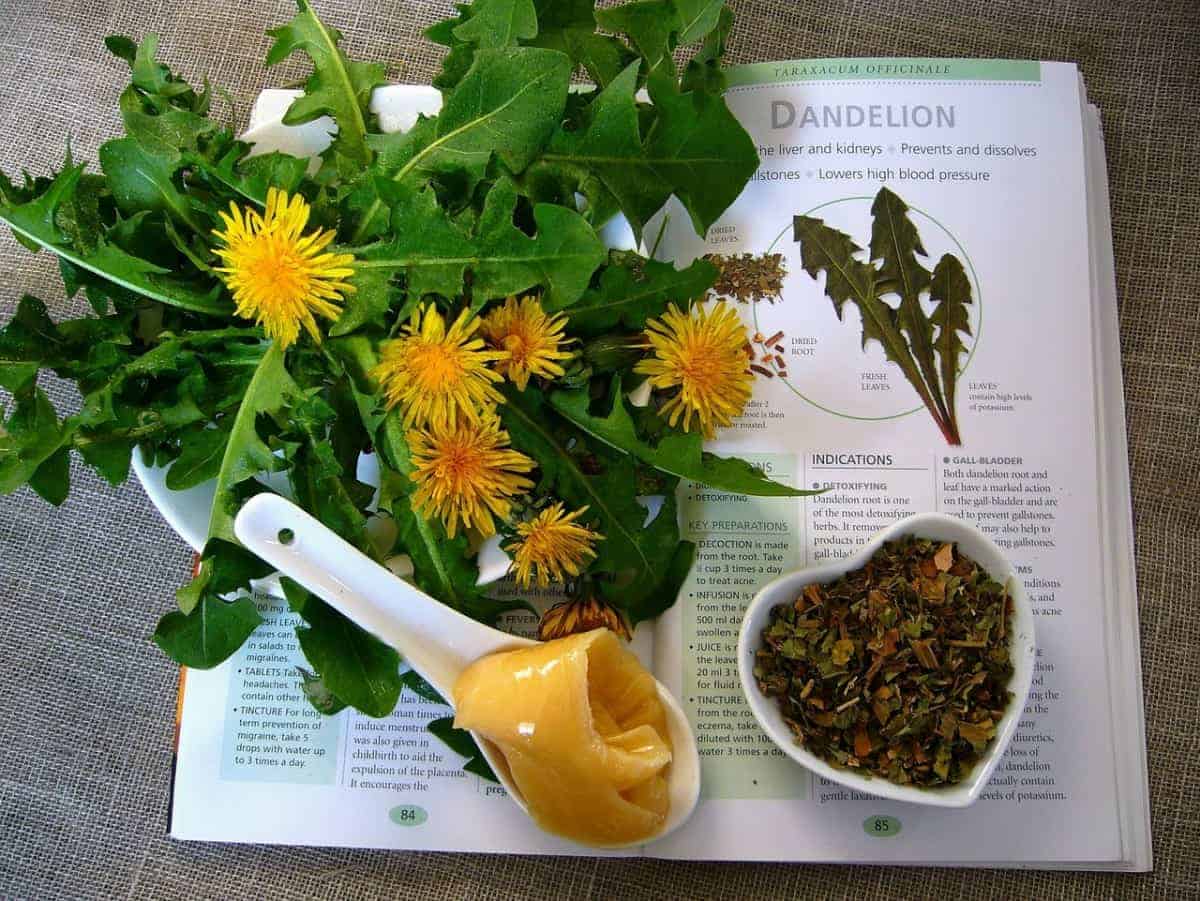 Benefits of Dandelion Tea