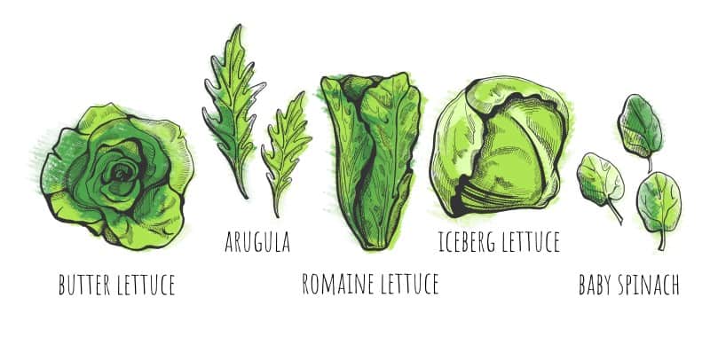 Best Types Of Lettuce For Burgers