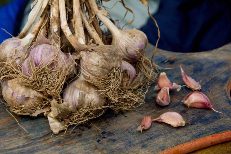 How Long Would Fresh Whole Bulb of Garlic Last
