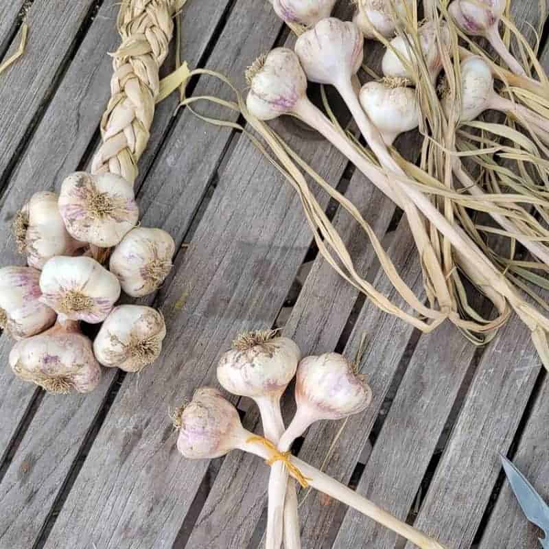 Tips To Store Garlic And Extend Its Shelf Life