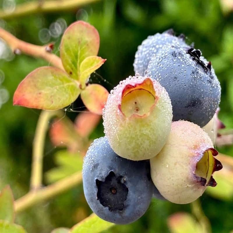 Are Blueberries Acidic