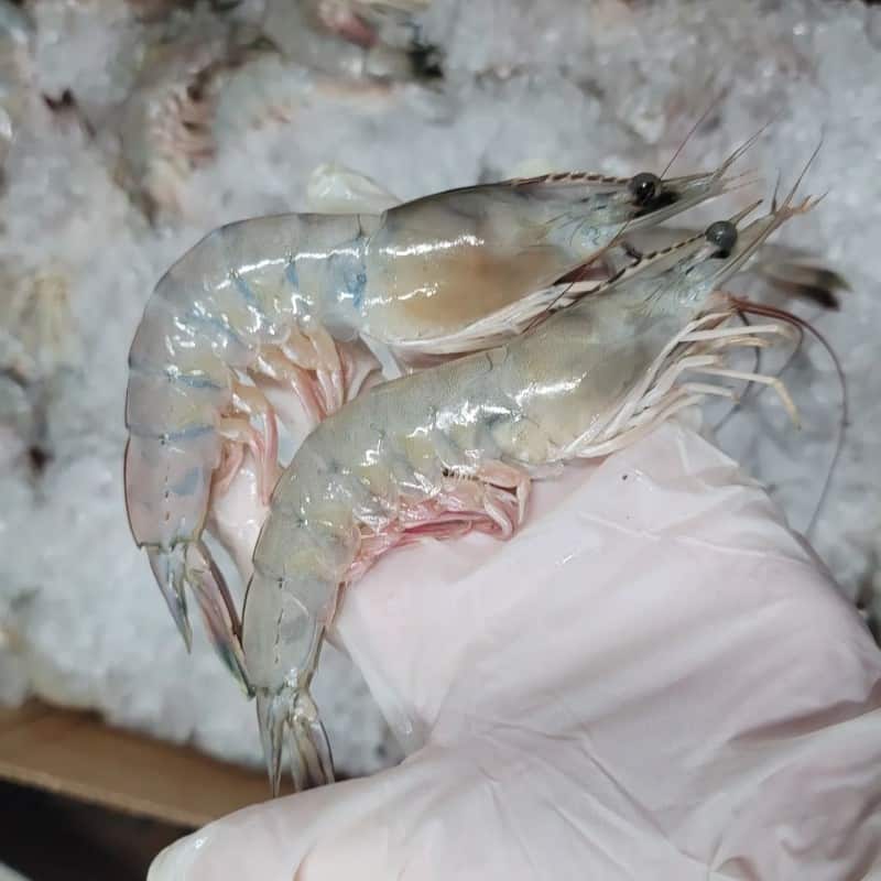 The Shelf Life Of Fresh Shrimps
